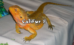 CaliFur 2